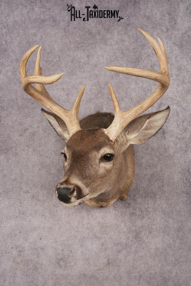 Coues Deer SKU 3219