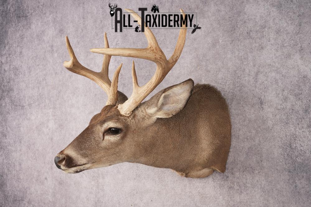 Coues Deer SKU 3219 - Image 8