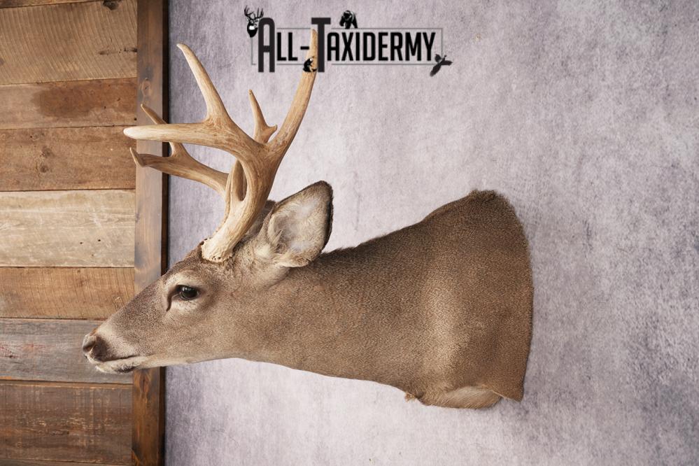 Coues Deer SKU 3219 - Image 7