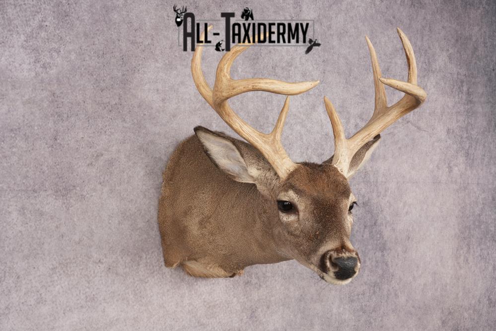 Coues Deer SKU 3219 - Image 6