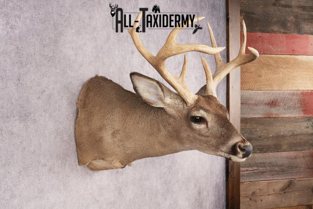 Coues Deer SKU 3219 - Image 5