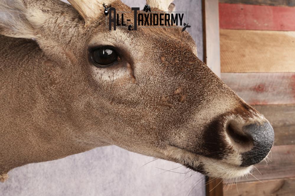 Coues Deer SKU 3219 - Image 4