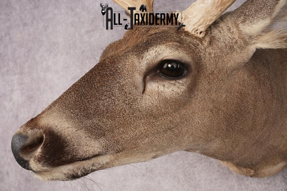 Coues Deer SKU 3219 - Image 3