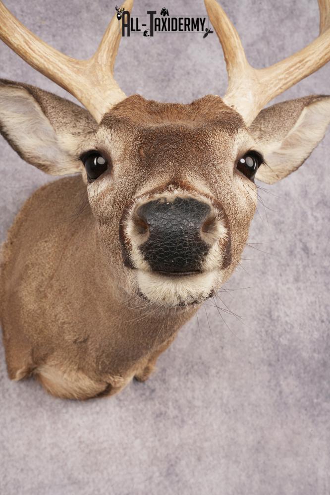 Coues Deer SKU 3219 - Image 2