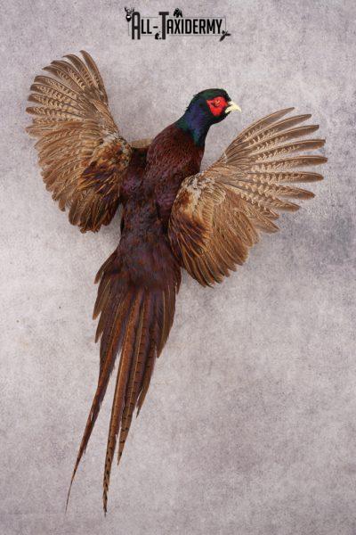 Black Necked Pheasant SKU 3247