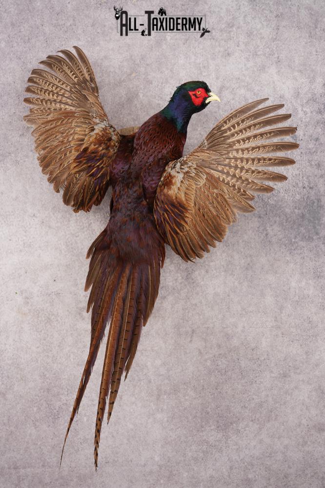 Black Necked Pheasant SKU 3247