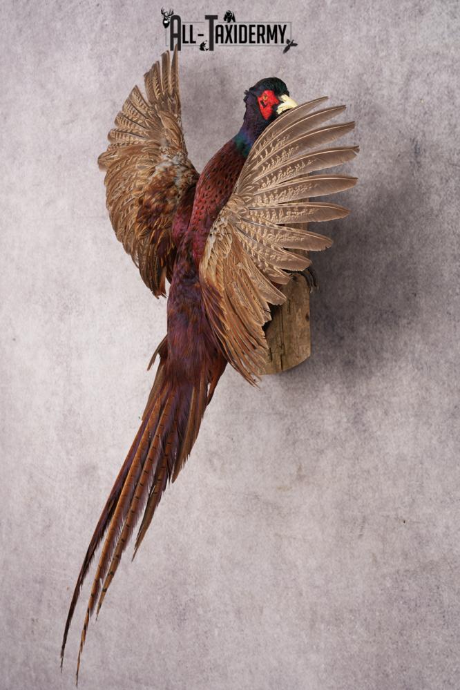 Black Necked Pheasant SKU 3247 - Image 7