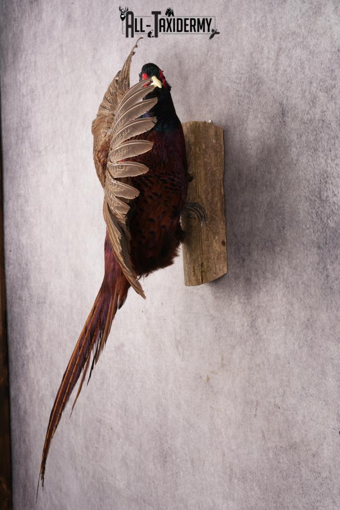 Black Necked Pheasant SKU 3247 - Image 6