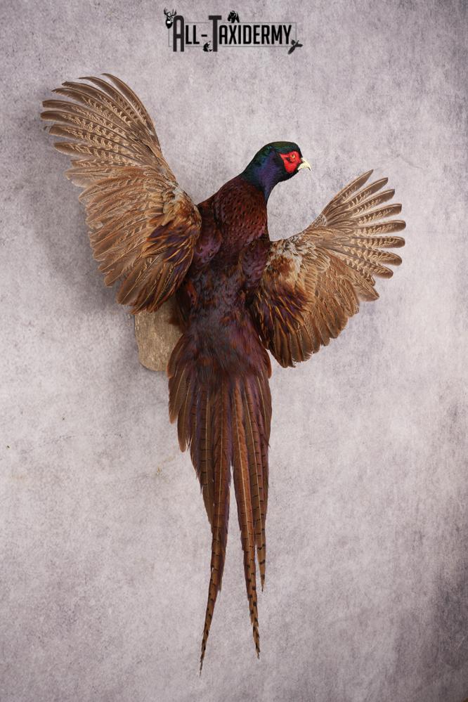 Black Necked Pheasant SKU 3247 - Image 5