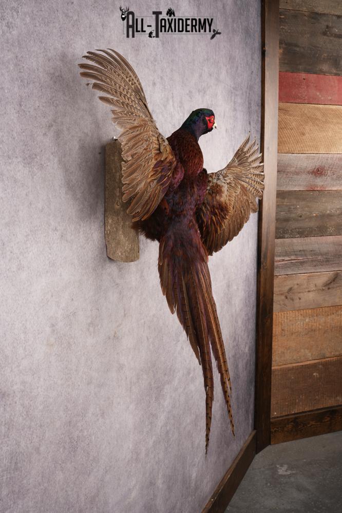 Black Necked Pheasant SKU 3247 - Image 4