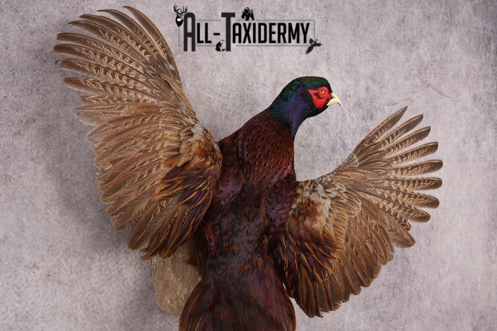 Black Necked Pheasant SKU 3247 - Image 3