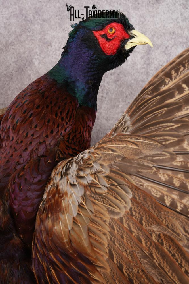 Black Necked Pheasant SKU 3247 - Image 2