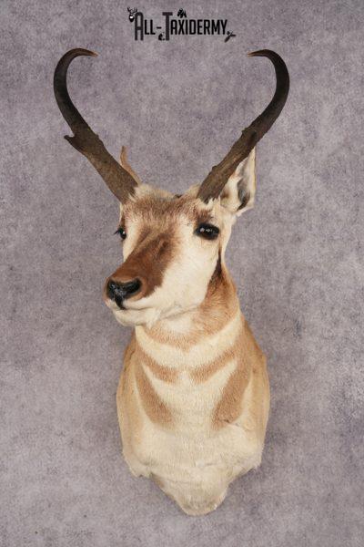 Pronghorn Antelope SKU 3275