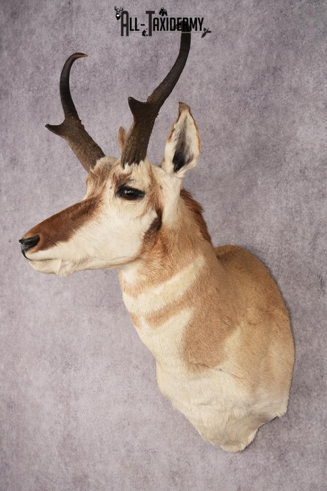 Pronghorn Antelope SKU 3275 - Image 8