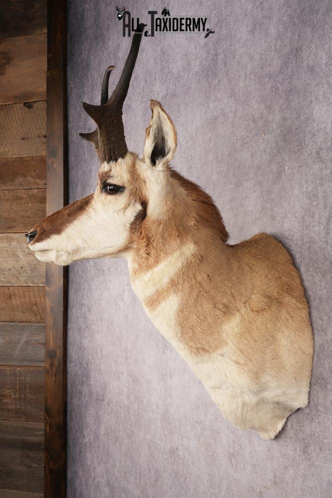 Pronghorn Antelope SKU 3275 - Image 7