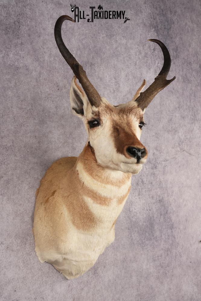 Pronghorn Antelope SKU 3275 - Image 6