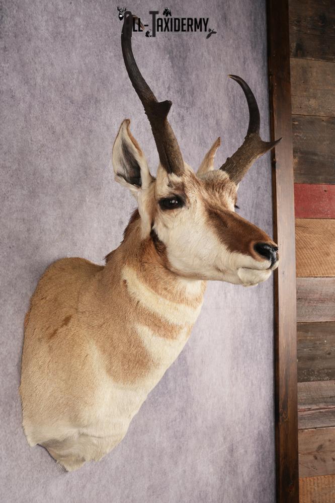 Pronghorn Antelope SKU 3275 - Image 5
