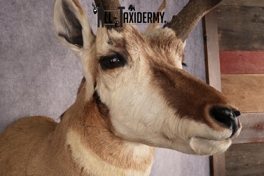Pronghorn Antelope SKU 3275 - Image 4