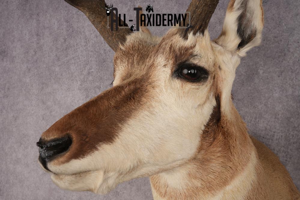 Pronghorn Antelope SKU 3275 - Image 3