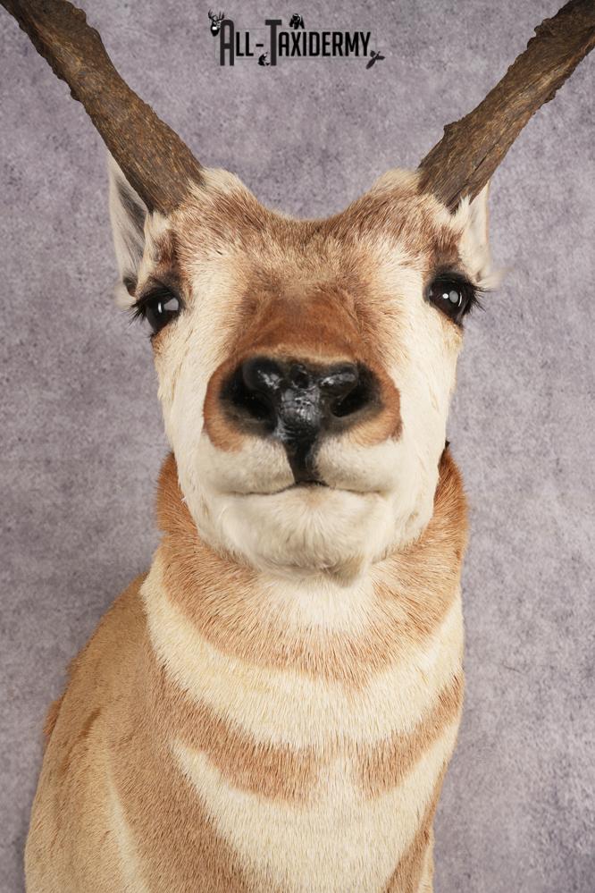 Pronghorn Antelope SKU 3275 - Image 2