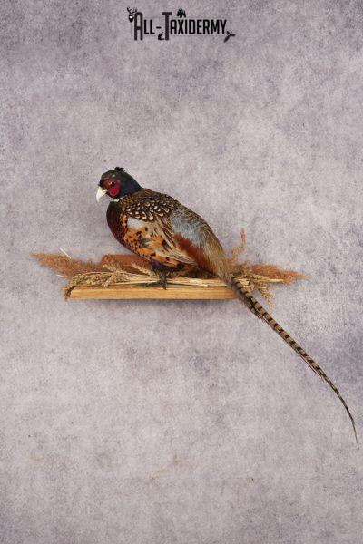 Ring-necked Pheasant SKU 3244