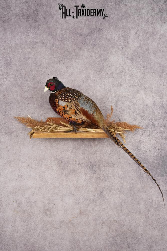 Ring-necked Pheasant SKU 3244