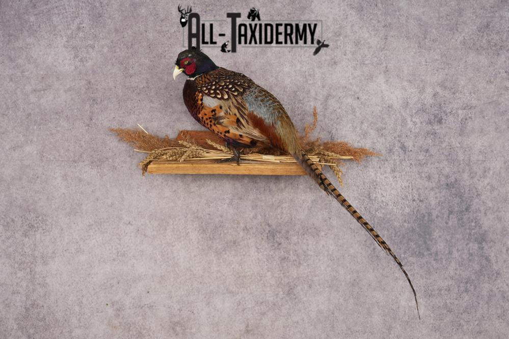 Ring-necked Pheasant SKU 3244 - Image 8