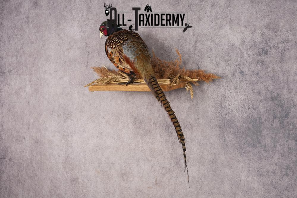 Ring-necked Pheasant SKU 3244 - Image 7