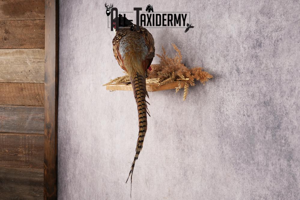 Ring-necked Pheasant SKU 3244 - Image 6