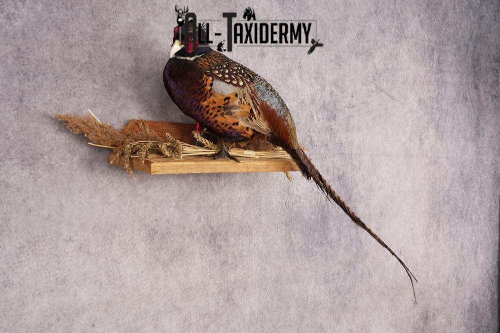 Ring-necked Pheasant SKU 3244 - Image 5