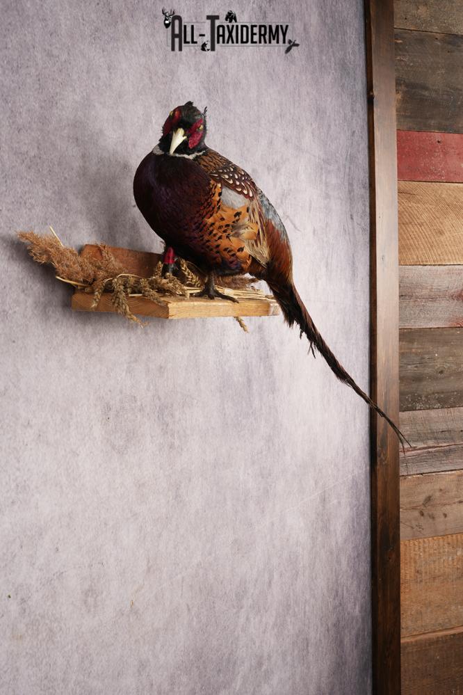 Ring-necked Pheasant SKU 3244 - Image 4