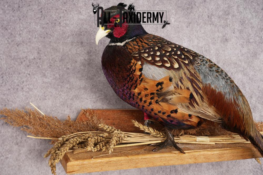 Ring-necked Pheasant SKU 3244 - Image 3