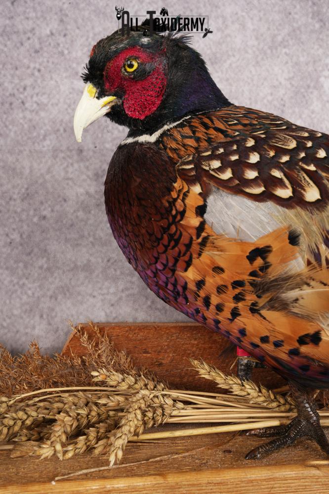 Ring-necked Pheasant SKU 3244 - Image 2