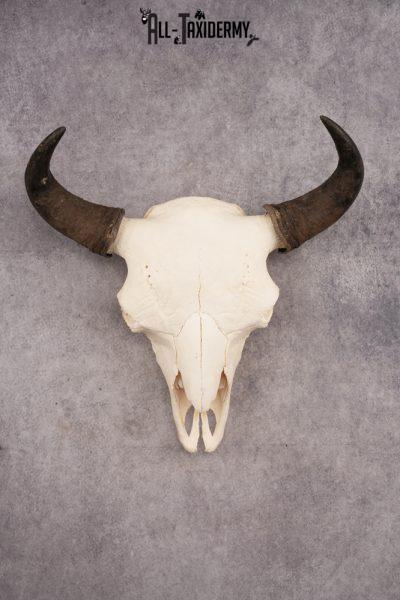 Bison Skull SKU 3246