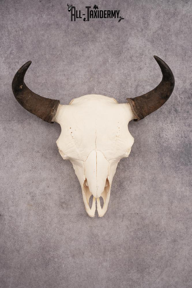 Bison Skull SKU 3246