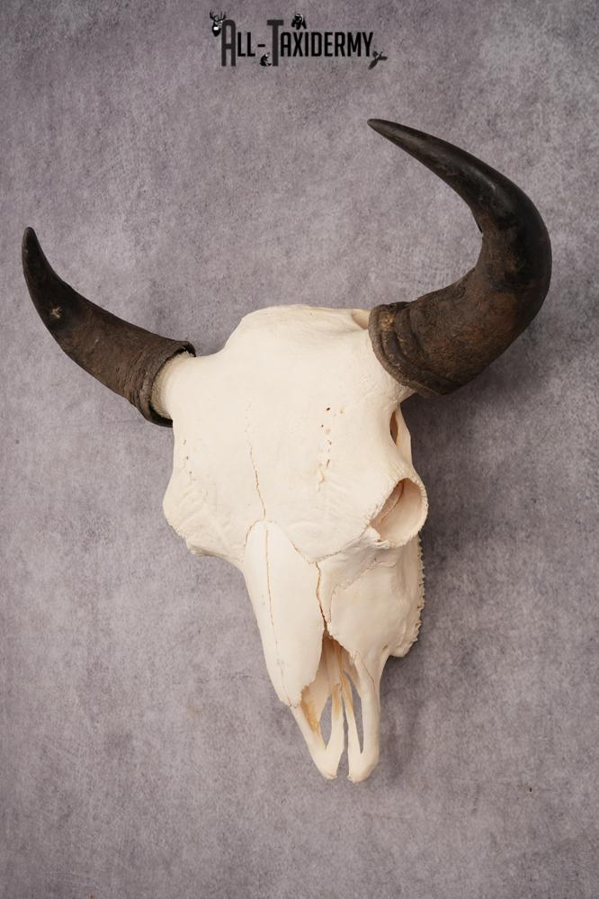 Bison Skull SKU 3246 - Image 8