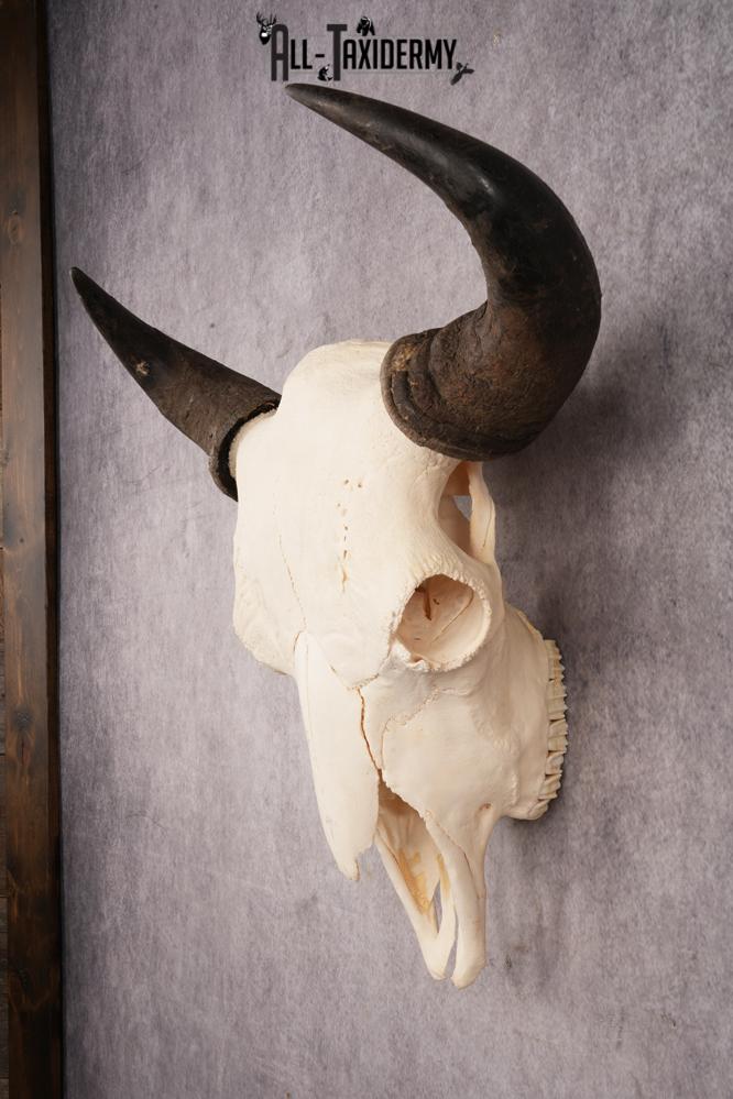 Bison Skull SKU 3246 - Image 7