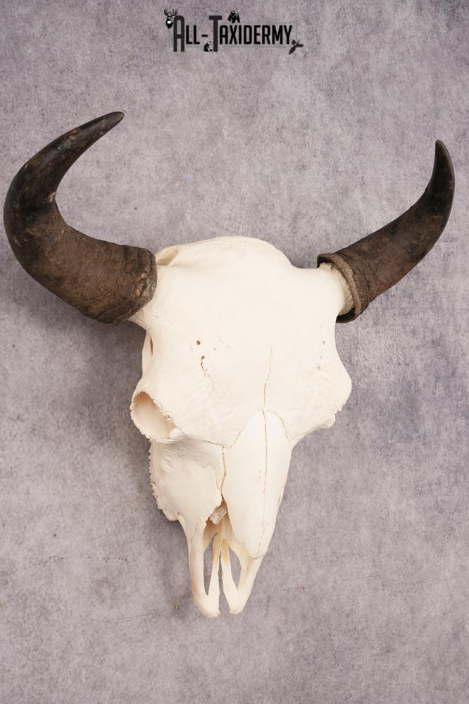 Bison Skull SKU 3246 - Image 6