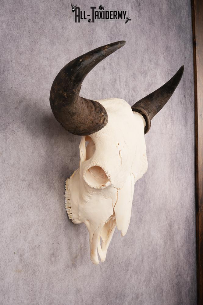 Bison Skull SKU 3246 - Image 5