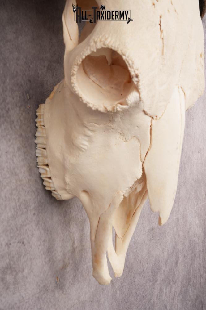 Bison Skull SKU 3246 - Image 4