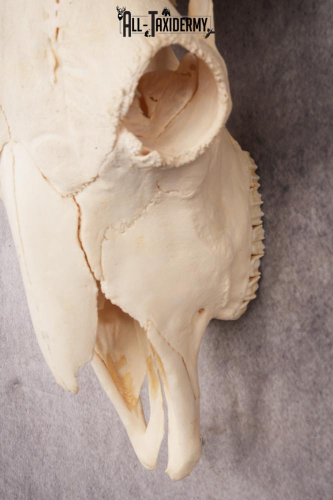 Bison Skull SKU 3246 - Image 3