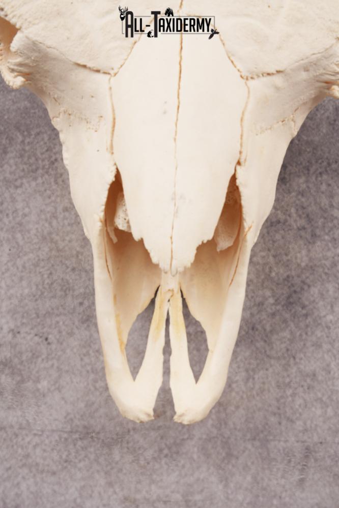 Bison Skull SKU 3246 - Image 2