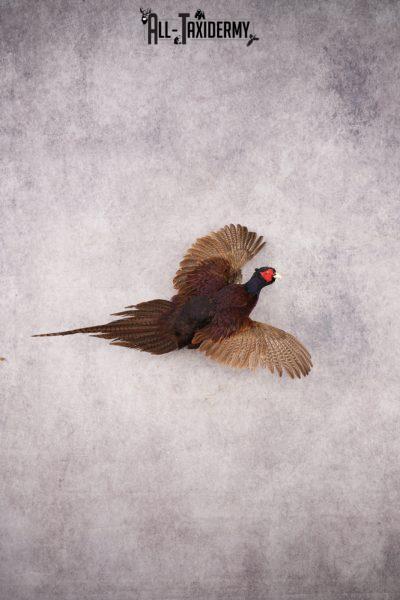 Black Pheasant SKU 3233