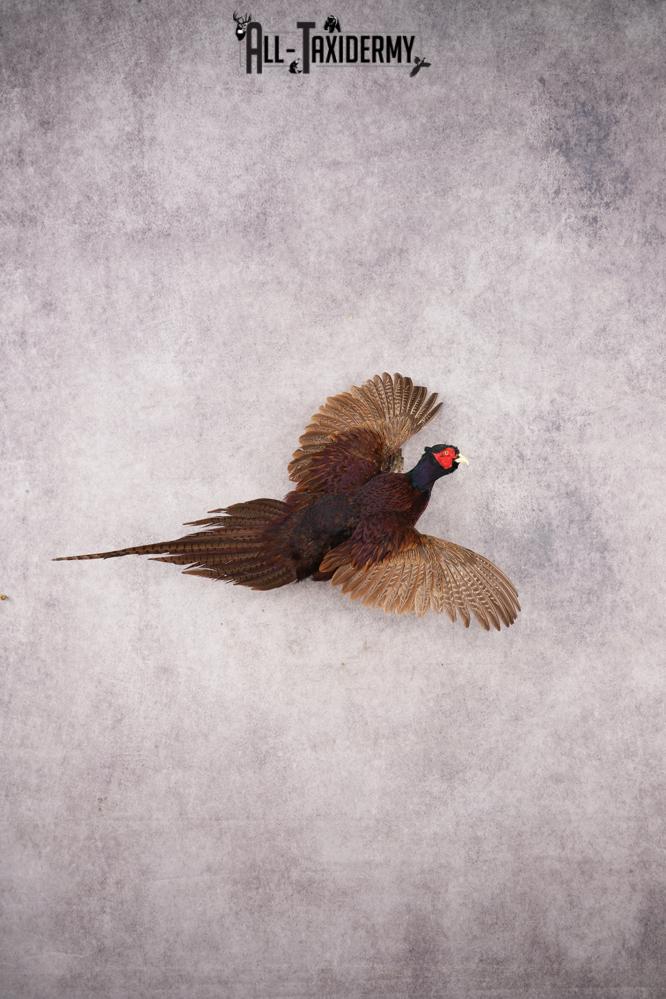 Black Pheasant SKU 3233