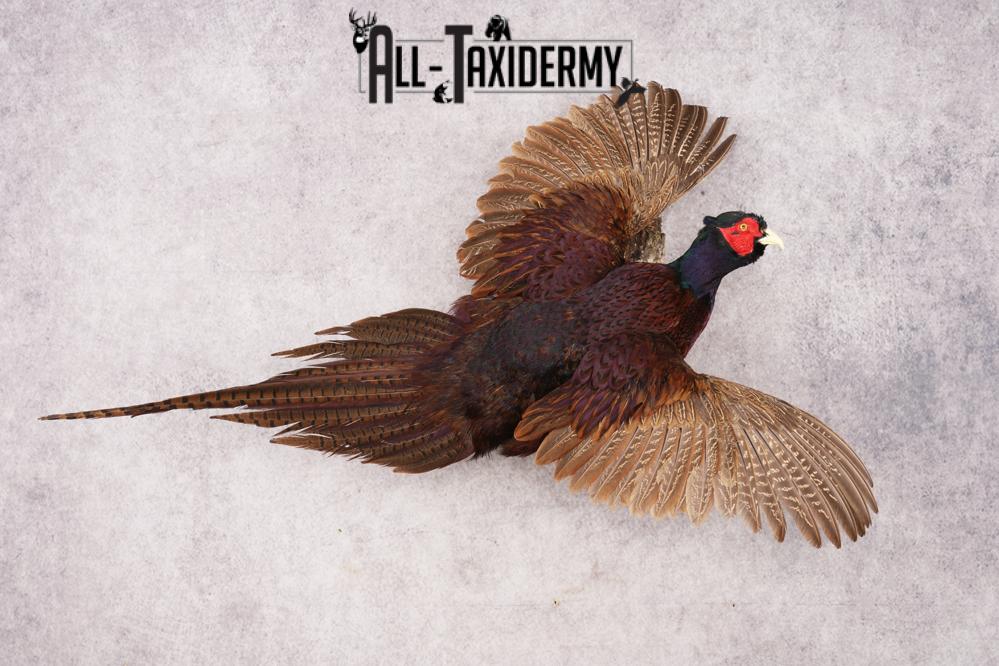 Black Pheasant SKU 3233 - Image 8