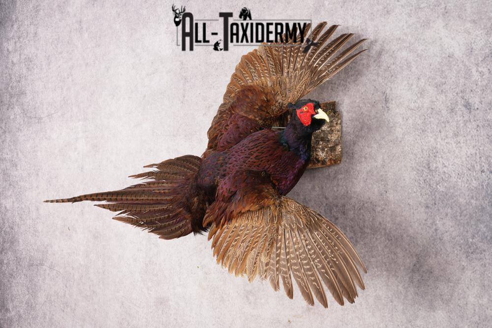 Black Pheasant SKU 3233 - Image 7