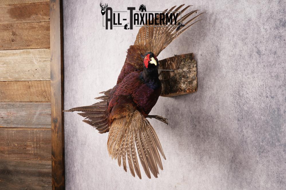 Black Pheasant SKU 3233 - Image 6