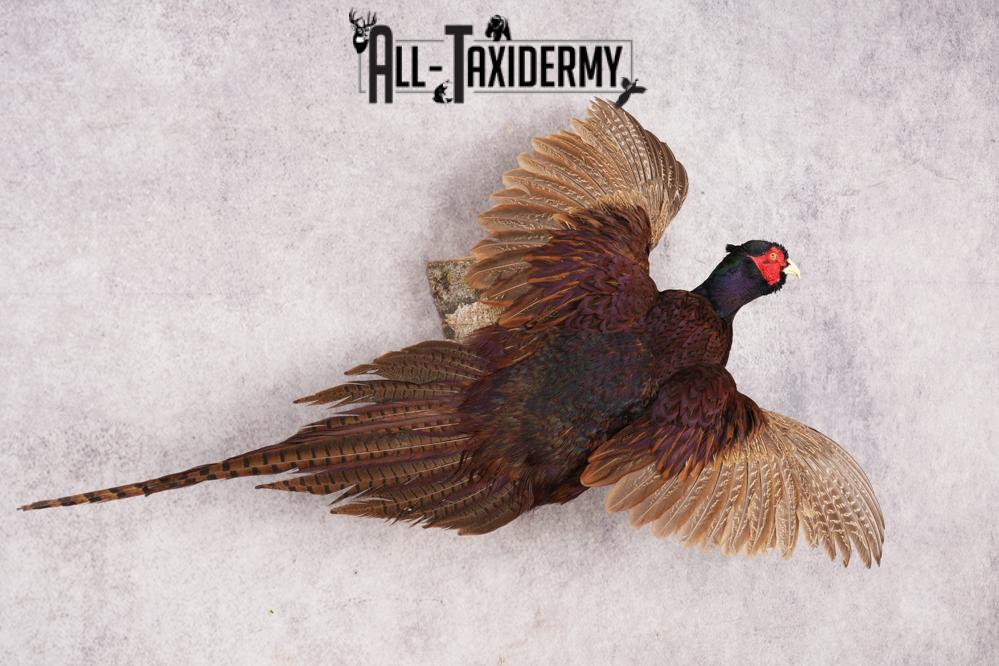 Black Pheasant SKU 3233 - Image 5