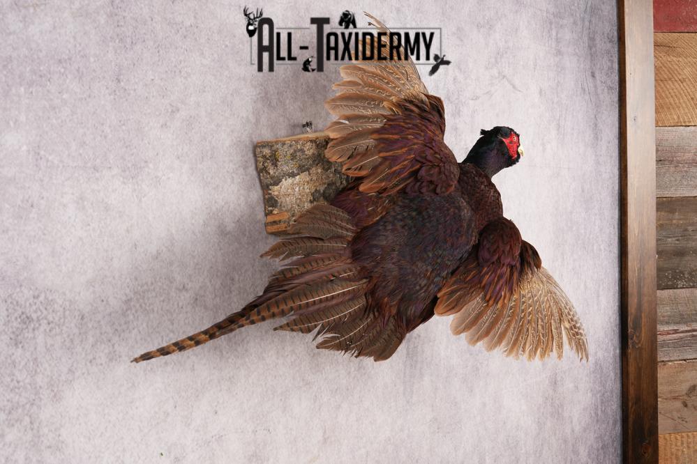 Black Pheasant SKU 3233 - Image 4