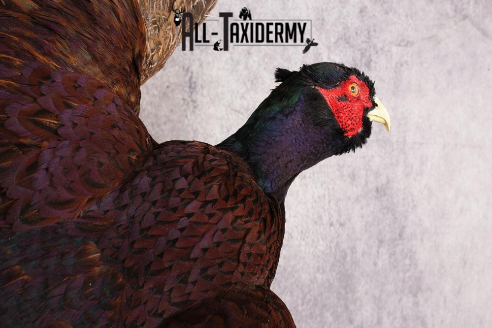 Black Pheasant SKU 3233 - Image 3